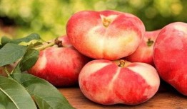 新疆蟠桃爆料新闻最新,甜蜜上市引关注！